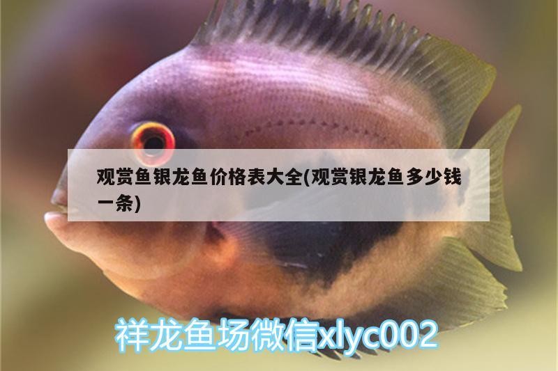 觀賞魚銀龍魚價格表大全(觀賞銀龍魚多少錢一條) 觀賞魚銀龍魚價格表大全(觀賞銀龍魚多少錢一條) 銀龍魚百科