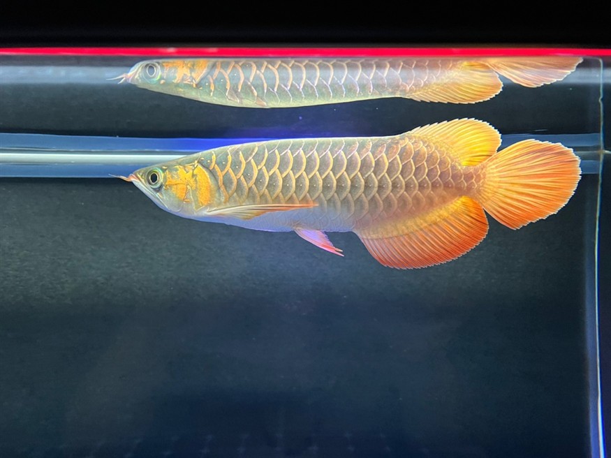 細心的魚友會發現一些不一樣的地方吧