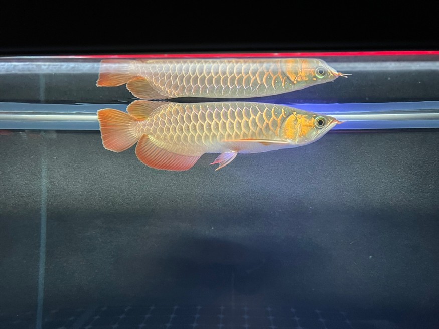 細心的魚友會發現一些不一樣的地方吧