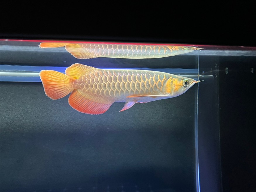 細心的魚友會發現一些不一樣的地方吧