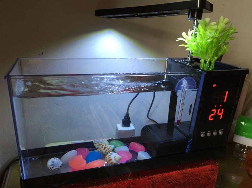 成品小魚缸怎么改過濾：小魚缸改造過濾方法