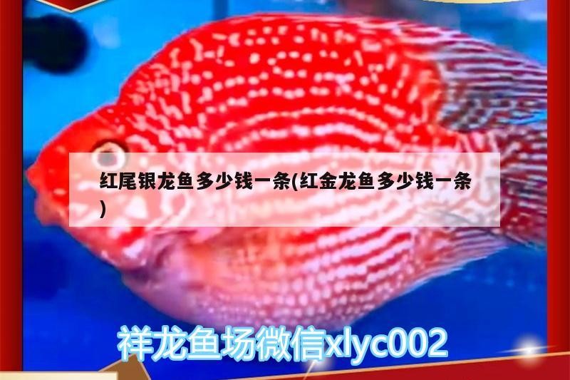 飼料 紅尾銀龍魚多少錢一條(紅金龍魚多少錢一條) 銀龍魚百科 紅尾銀龍魚多少錢一條(紅金龍魚多少錢一條) 紅尾銀龍魚多少錢一條(紅金龍魚多少錢一條) 銀龍魚百科