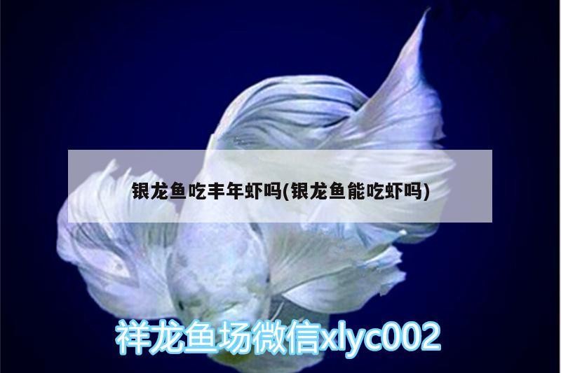 銀龍魚吃豐年蝦嗎(銀龍魚能吃蝦嗎)