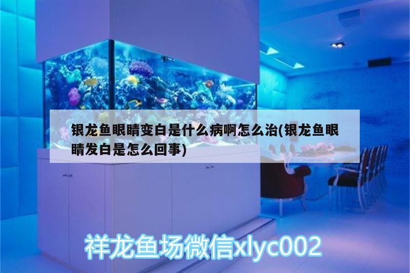 銀龍魚眼睛變白是什么病啊怎么治(銀龍魚眼睛發白是怎么回事)