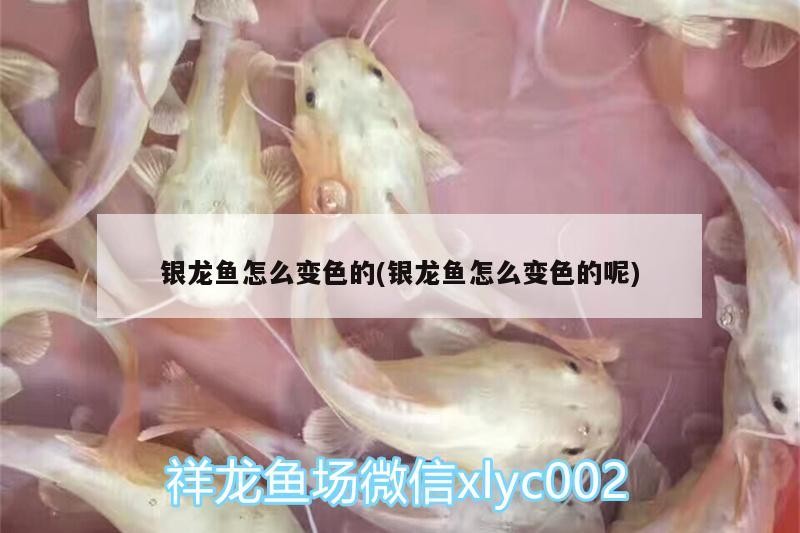 銀龍魚怎么變色的(銀龍魚怎么變色的呢)