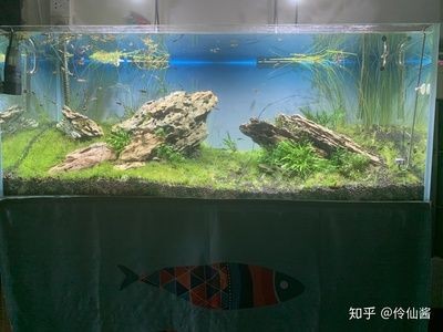 大魚缸適合養孔雀魚嗎：大魚缸養孔雀魚有哪些優點？ 大魚缸適合養孔雀魚嗎：大魚缸養孔雀魚有哪些優點？ 魚缸百科 第1張