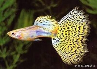 大魚缸適合養孔雀魚嗎：大魚缸養孔雀魚有哪些優點？ 大魚缸適合養孔雀魚嗎：大魚缸養孔雀魚有哪些優點？ 魚缸百科 第3張