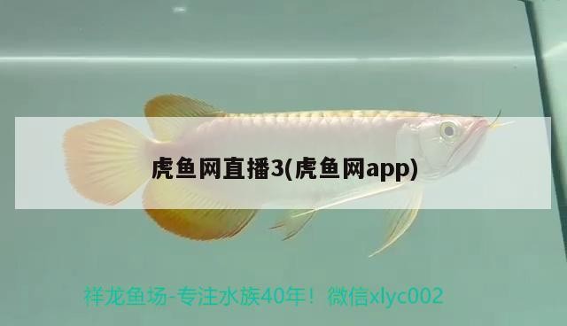 虎魚網(wǎng)直播3(虎魚網(wǎng)app) 虎魚網(wǎng)直播3(虎魚網(wǎng)app) 虎魚百科