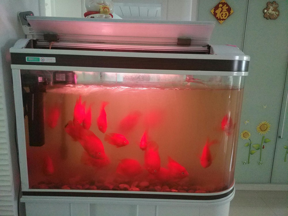 1.2米魚缸養幾條鸚鵡魚合適：1.2米的魚缸養幾條鸚鵡魚合適