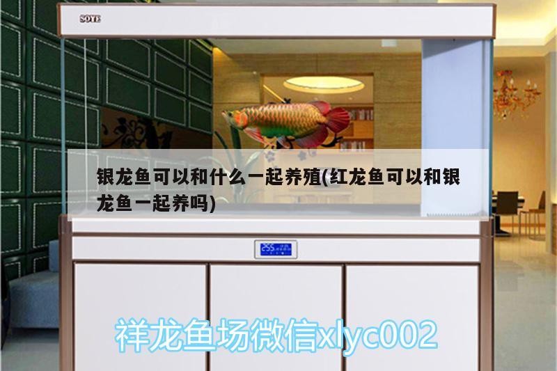 銀龍魚可以和什么一起養殖(紅龍魚可以和銀龍魚一起養嗎)