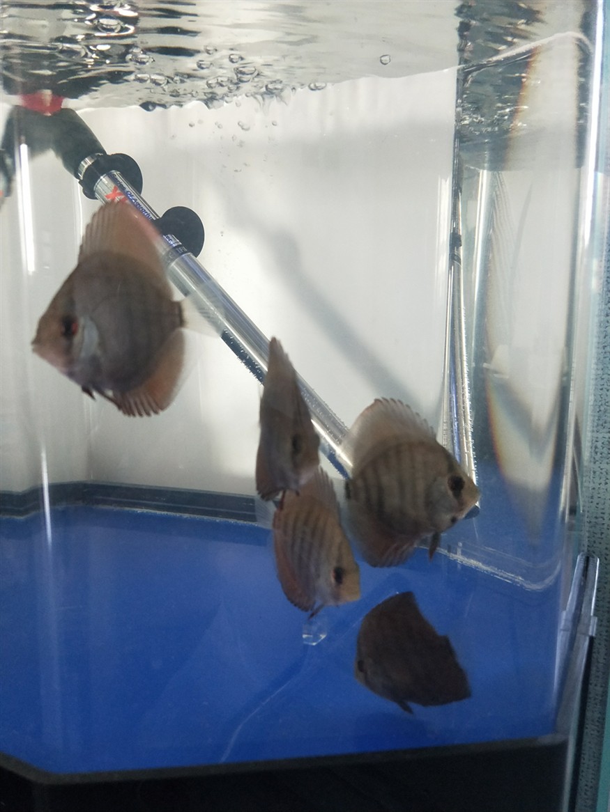 問？換完了水不插加熱棒會怎么樣？