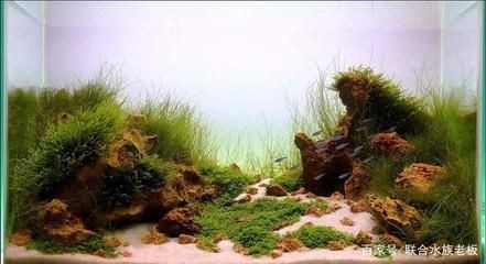 草原魚缸造景:草原魚缸造景的技巧