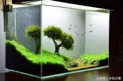 草原魚缸造景:草原魚缸造景的技巧
