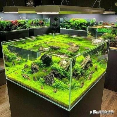 草原魚缸造景:草原魚缸造景的技巧