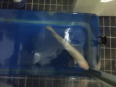 龍魚虎魚混養尺寸多少好（龍魚虎魚混養尺寸多少好養）