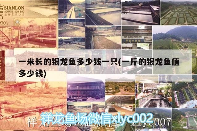 一米長的銀龍魚多少錢一只(一斤的銀龍魚值多少錢)
