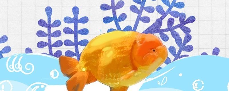 養(yǎng)蘭壽必須要有綠苔嗎怎么養(yǎng)綠苔