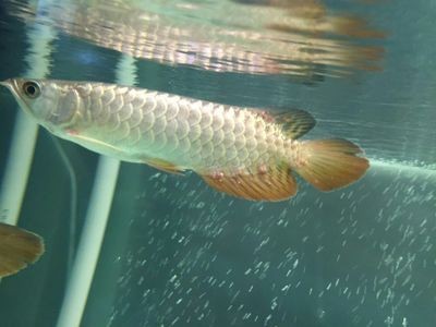 甲硝唑喂龍魚內(nèi)服一片