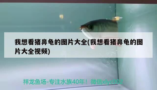 我想看豬鼻龜的圖片大全(我想看豬鼻龜的圖片大全視頻)
