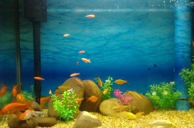 玻璃魚缸膠好要幾天才能放水：如何去除魚缸玻璃膠