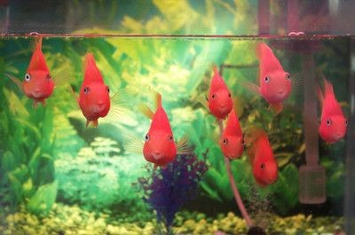 玻璃魚缸膠好要幾天才能放水：如何去除魚缸玻璃膠