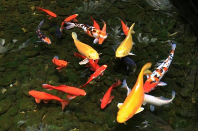 金龍魚錦鯉能混養嗎怎么養