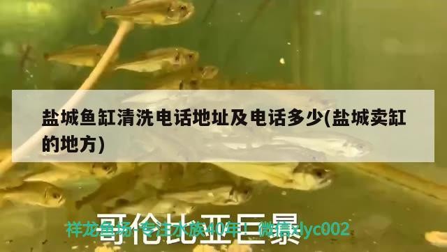 鹽城魚缸清洗電話地址及電話多少(鹽城賣缸的地方)