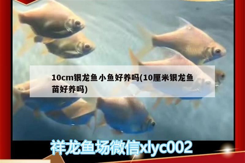 10cm銀龍魚小魚好養嗎(10厘米銀龍魚苗好養嗎) 10cm銀龍魚小魚好養嗎(10厘米銀龍魚苗好養嗎) 銀龍魚百科