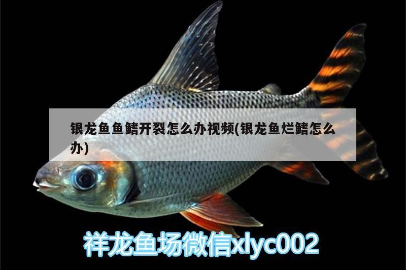 魚缸用增氧泵價格是多少:魚缸增氧機-xtrac增氧機-xtrac增氧機 銀龍魚魚鰭開裂怎么辦視頻(銀龍魚爛鰭怎么辦) 銀龍魚百科 銀龍魚魚鰭開裂怎么辦視頻(銀龍魚爛鰭怎么辦) 銀龍魚魚鰭開裂怎么辦視頻(銀龍魚爛鰭怎么辦) 銀龍魚百科