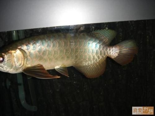 藍(lán)底過(guò)背好還是金底過(guò)背龍魚(yú)好看些呢 龍魚(yú)百科 第1張 藍(lán)底過(guò)背好還是金底過(guò)背龍魚(yú)好看些呢 藍(lán)底過(guò)背好還是金底過(guò)背龍魚(yú)好看些呢 龍魚(yú)百科 第1張