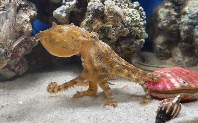 大梅趕海魚缸怎么養:大梅趕海魚缸養護方法 魚缸百科 第3張 大梅趕海魚缸怎么養:大梅趕海魚缸養護方法 大梅趕海魚缸怎么養:大梅趕海魚缸養護方法 魚缸百科 第3張