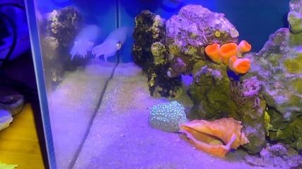 大梅趕海魚缸怎么養:大梅趕海魚缸養護方法 魚缸百科 第1張 大梅趕海魚缸怎么養:大梅趕海魚缸養護方法 大梅趕海魚缸怎么養:大梅趕海魚缸養護方法 魚缸百科 第1張