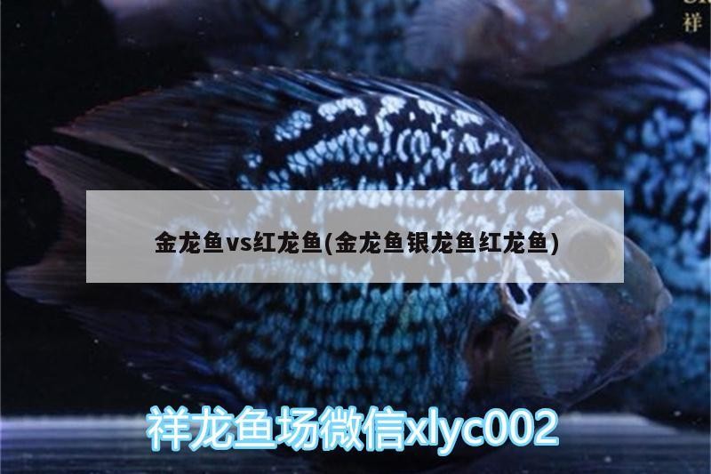 金龍魚(yú)vs紅龍魚(yú)(金龍魚(yú)銀龍魚(yú)紅龍魚(yú))