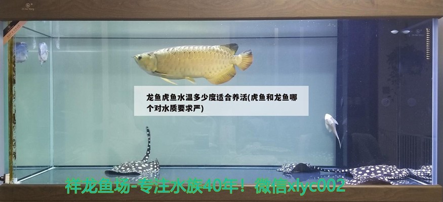 龍魚虎魚水溫多少度適合養活(虎魚和龍魚哪個對水質要求嚴)