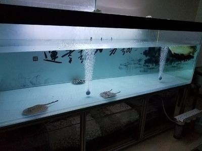 大魚缸底濾過濾器底部過濾系統怎么安裝:大魚缸底部過濾器底部過濾器的安裝步驟是什么步驟 魚缸百科 第3張 大魚缸底濾過濾器底部過濾系統怎么安裝:大魚缸底部過濾器底部過濾器的安裝步驟是什么步驟 大魚缸底濾過濾器底部過濾系統怎么安裝:大魚缸底部過濾器底部過濾器的安裝步驟是什么步驟 魚缸百科 第3張