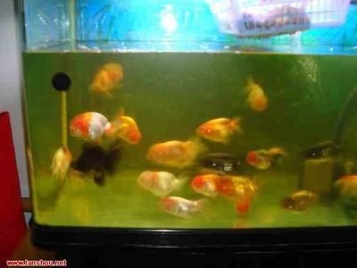 大魚缸能養(yǎng)蘭壽嗎：蘭壽魚缸養(yǎng)蘭壽久了會怎么樣、深缸養(yǎng)蘭壽久了會怎么樣 大魚缸能養(yǎng)蘭壽嗎：蘭壽魚缸養(yǎng)蘭壽久了會怎么樣、深缸養(yǎng)蘭壽久了會怎么樣 魚缸百科 第3張