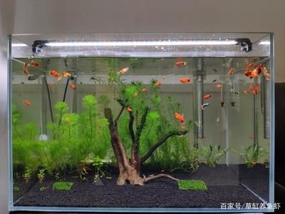 大魚缸水草盆怎么選擇：大魚缸水草盆選擇水草盆需要注意水草的種類和養(yǎng)護(hù)需求