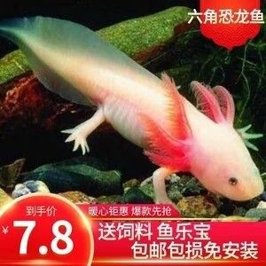 龍魚吃錦鯉飼料沒事吧怎么回事兒啊 龍魚百科 第1張 龍魚吃錦鯉飼料沒事吧怎么回事兒啊 龍魚吃錦鯉飼料沒事吧怎么回事兒啊 龍魚百科 第1張