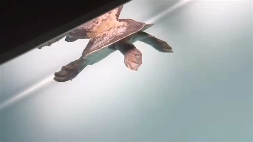 這只豬鼻什么病
