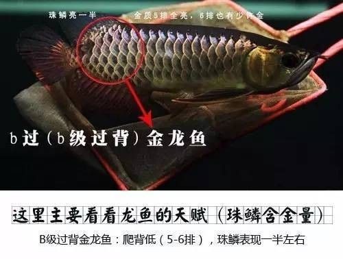 龍魚的狀態怎樣分別