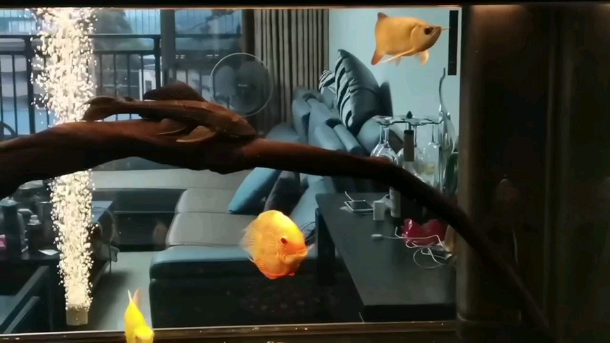 這就是我要的水清魚靚??????