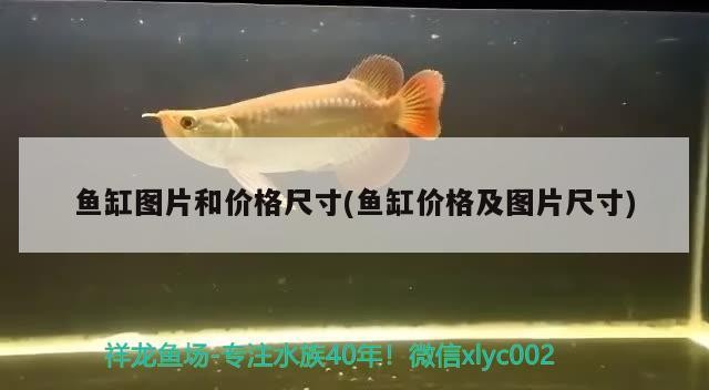 紅龍魚混養最佳5種配魚，紅龍魚和什么魚混養最好，關于紅龍魚混養的一些問題