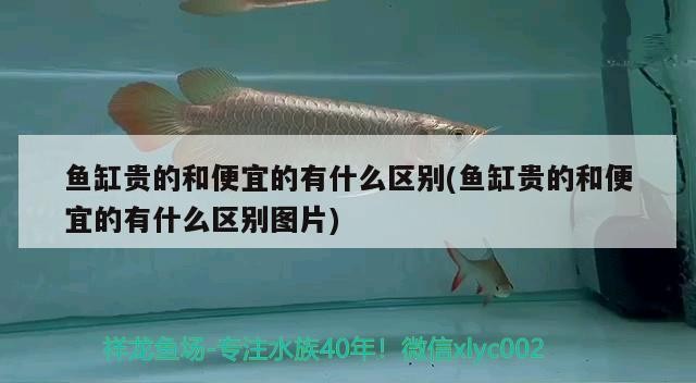 紅龍魚混養最佳5種配魚，紅龍魚和什么魚混養最好，關于紅龍魚混養的一些問題