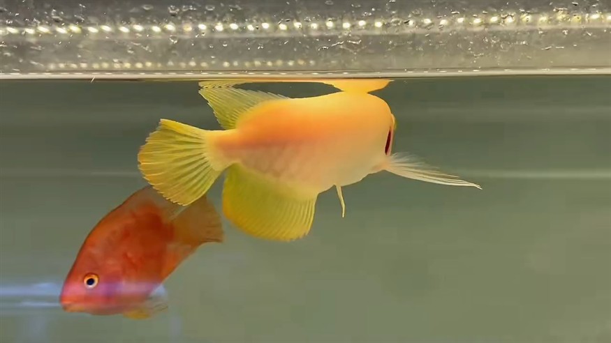 紅眼白子金龍 紅眼白子金龍 龍魚論壇