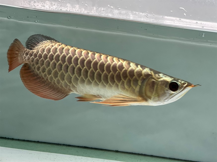 過背金龍幼魚長大了