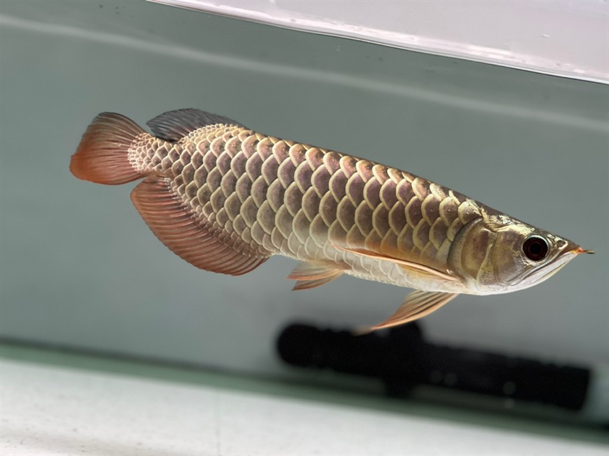 過背金龍幼魚長大了