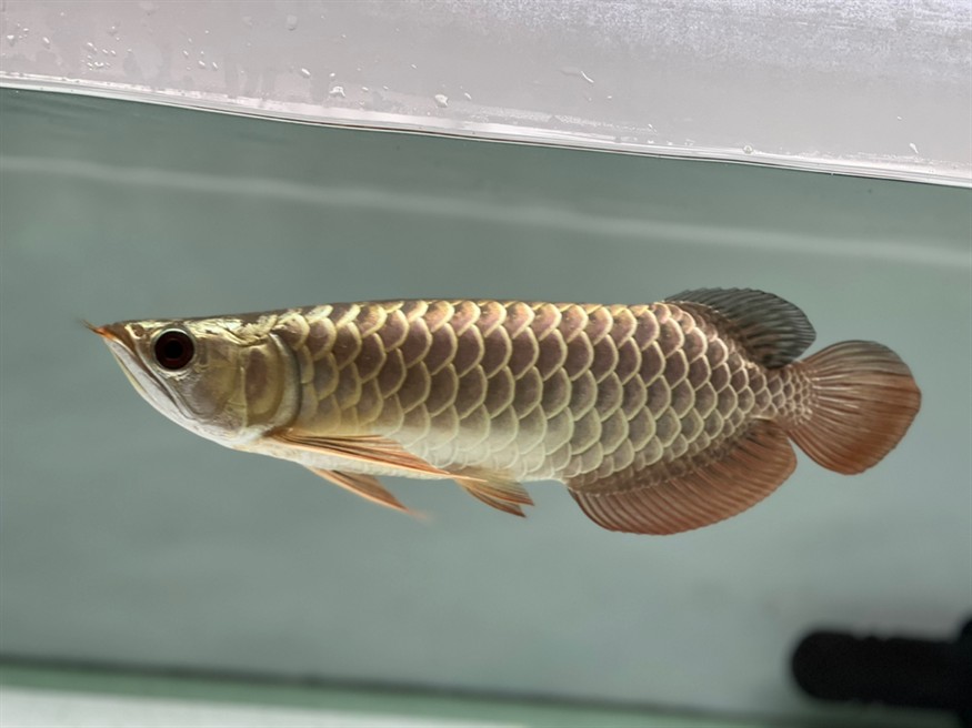 過背金龍幼魚長大了