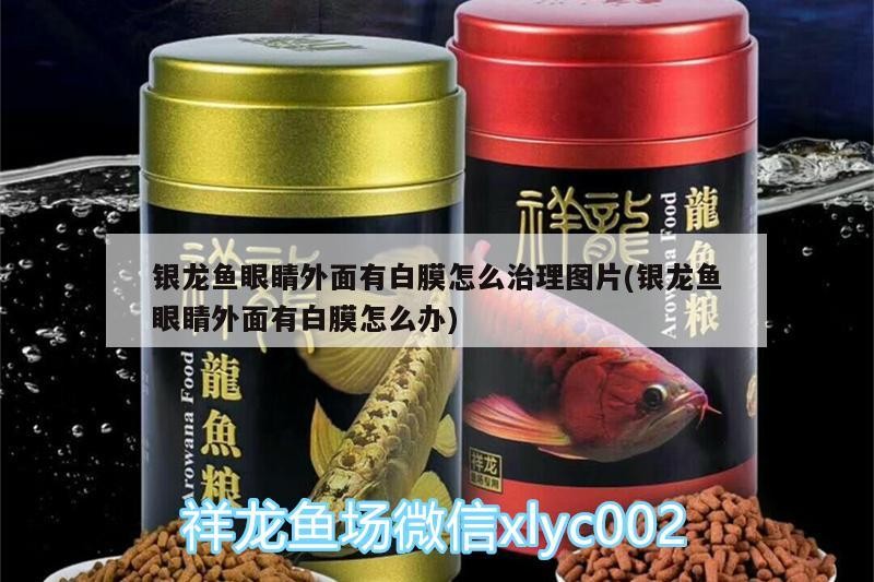 銀龍魚眼睛外面有白膜怎么治理圖片(銀龍魚眼睛外面有白膜怎么辦)