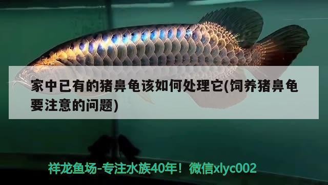 家中已有的豬鼻龜該如何處理它(飼養豬鼻龜要注意的問題)