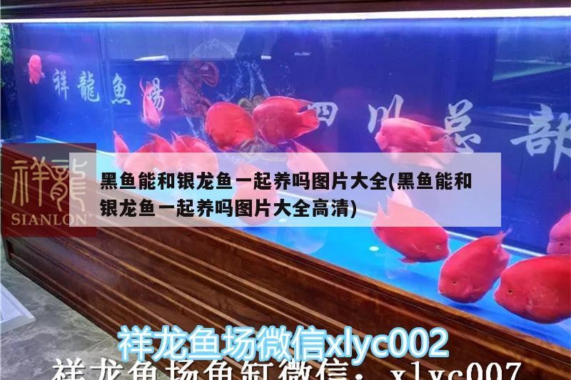 黑魚(yú)能和銀龍魚(yú)一起養(yǎng)嗎圖片大全(黑魚(yú)能和銀龍魚(yú)一起養(yǎng)嗎圖片大全高清)